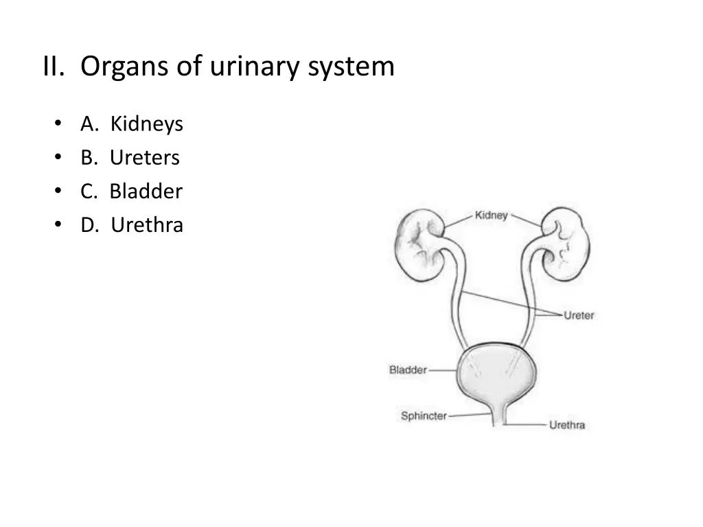 ii organs of urinary system