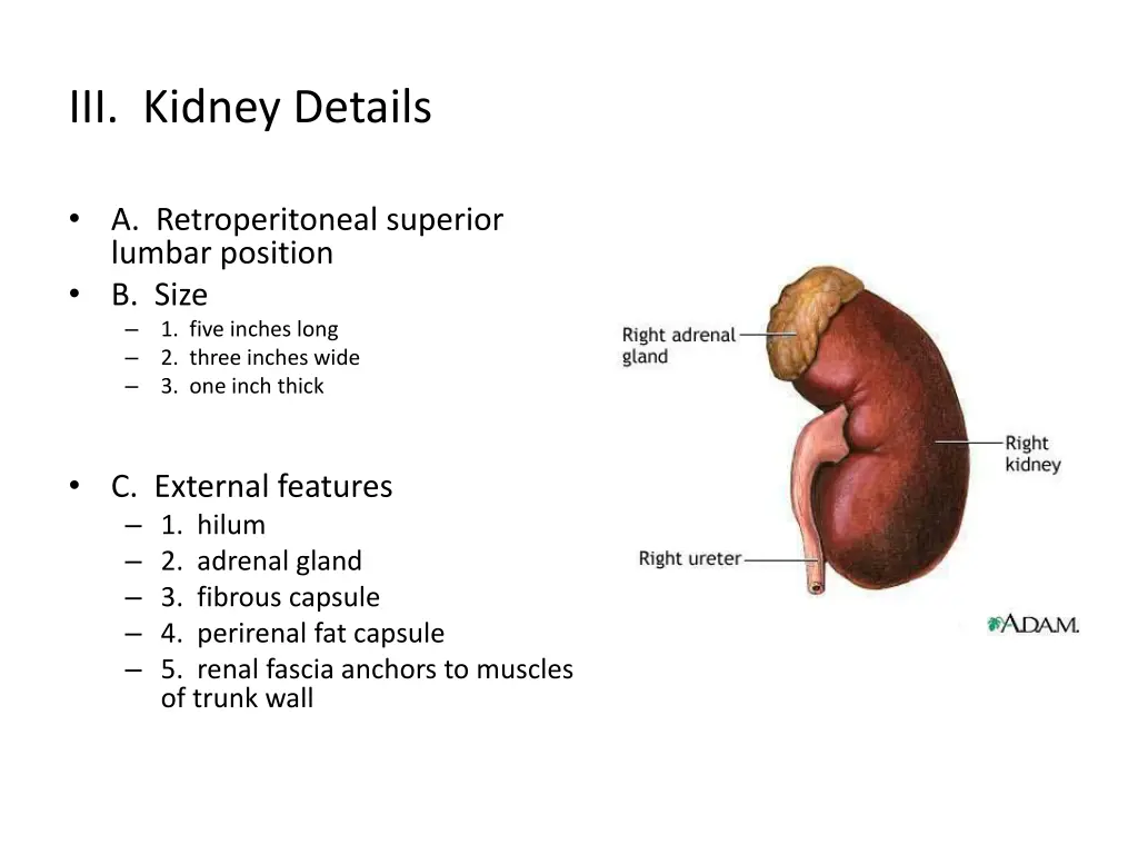 iii kidney details