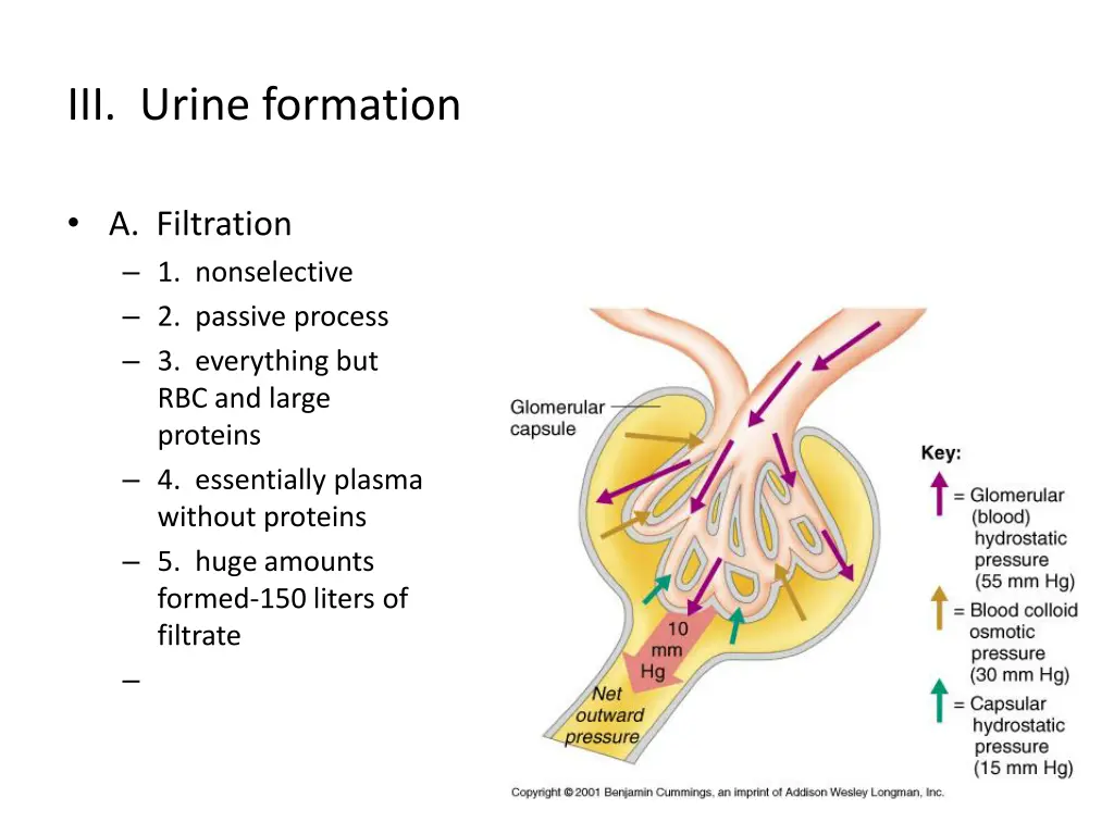 iii urine formation