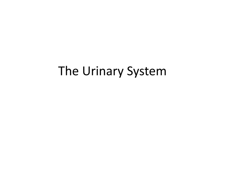 the urinary system