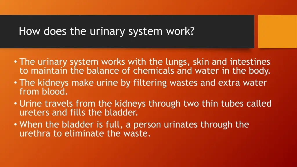 how does the urinary system work