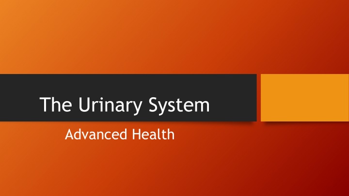 the urinary system