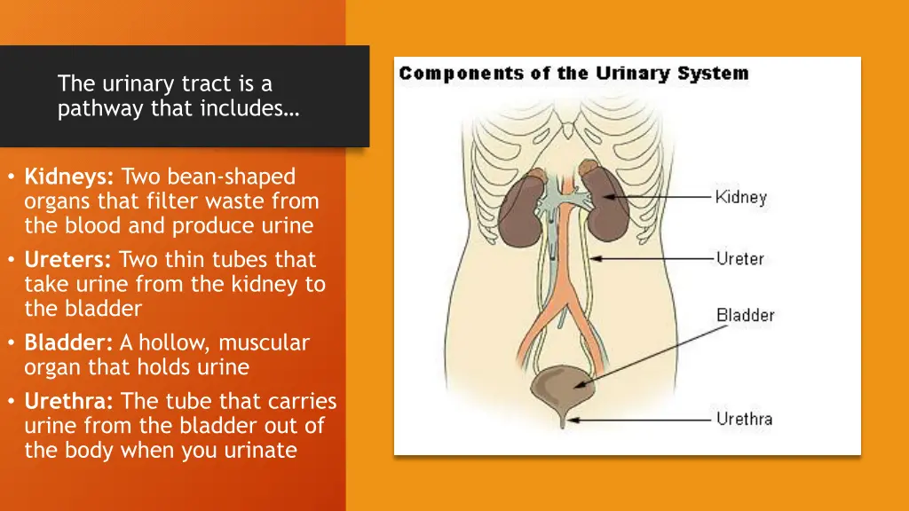 the urinary tract is a pathway that includes