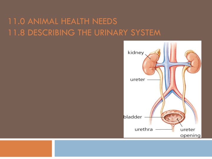 11 0 animal health needs 11 8 describing