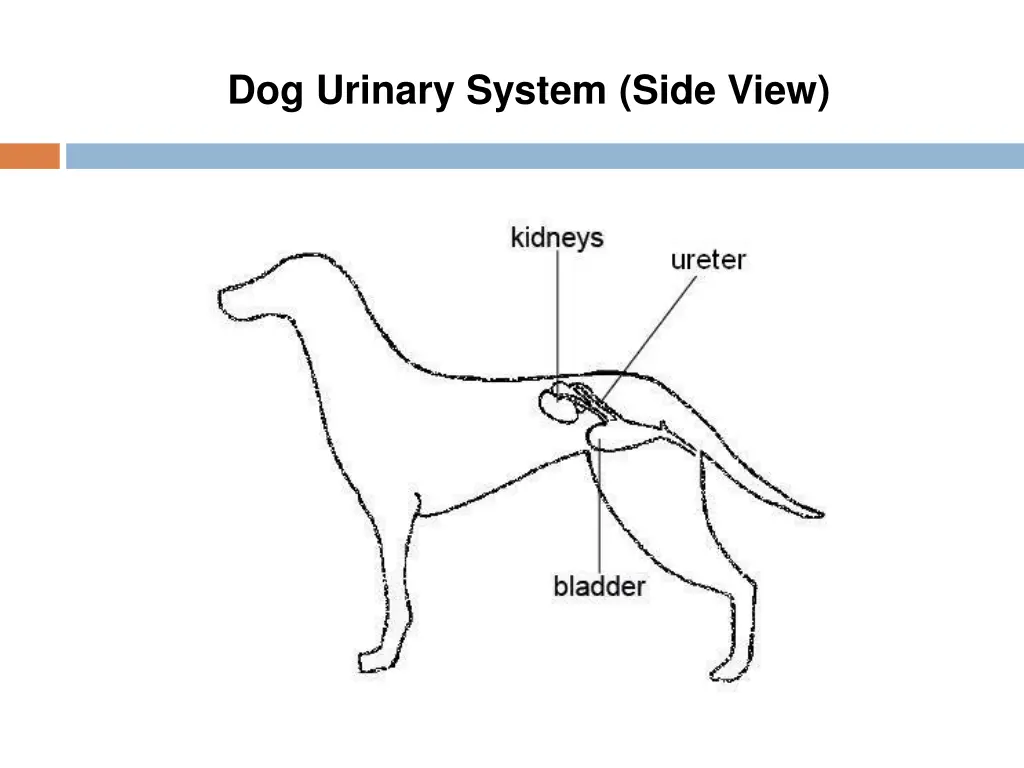 dog urinary system side view