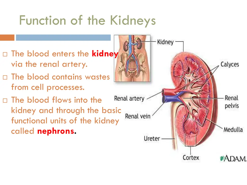 function of the kidneys