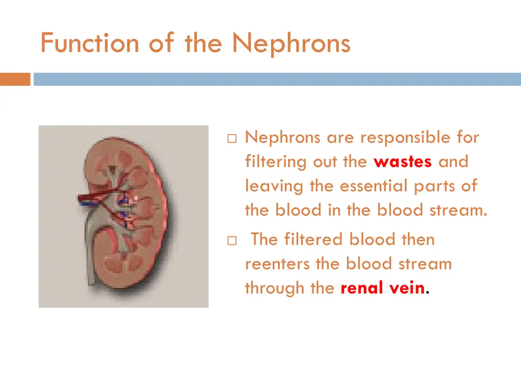 function of the nephrons