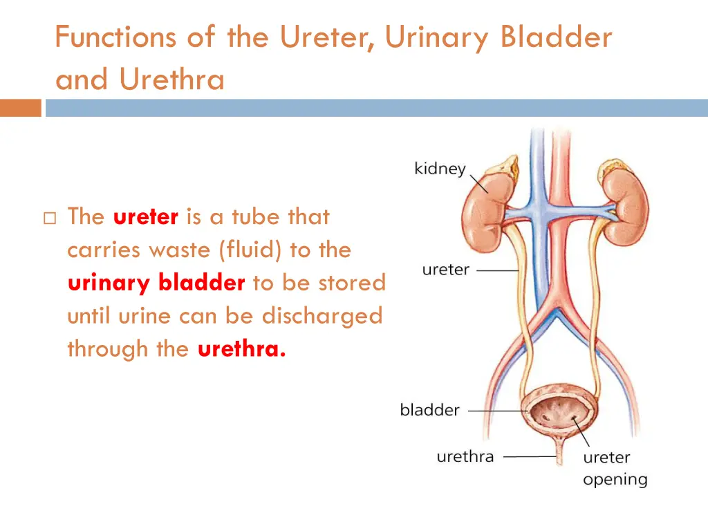 functions of the ureter urinary bladder