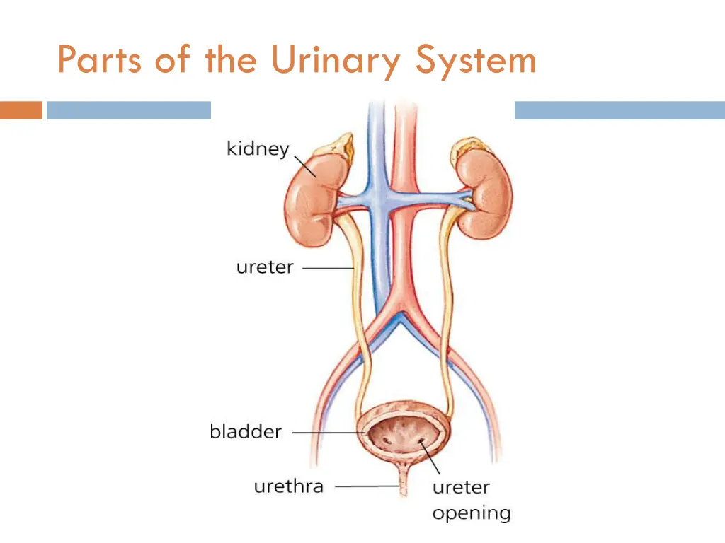 parts of the urinary system