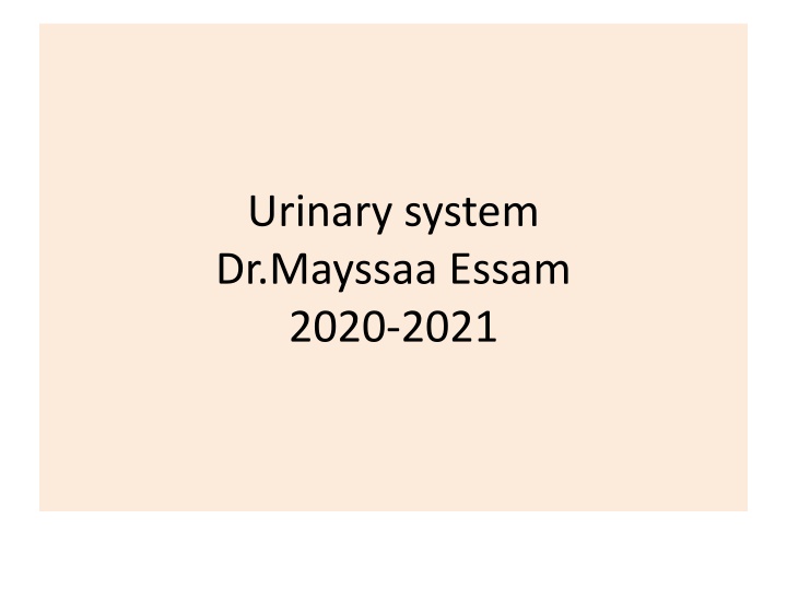 urinary system dr mayssaa essam 2020 2021