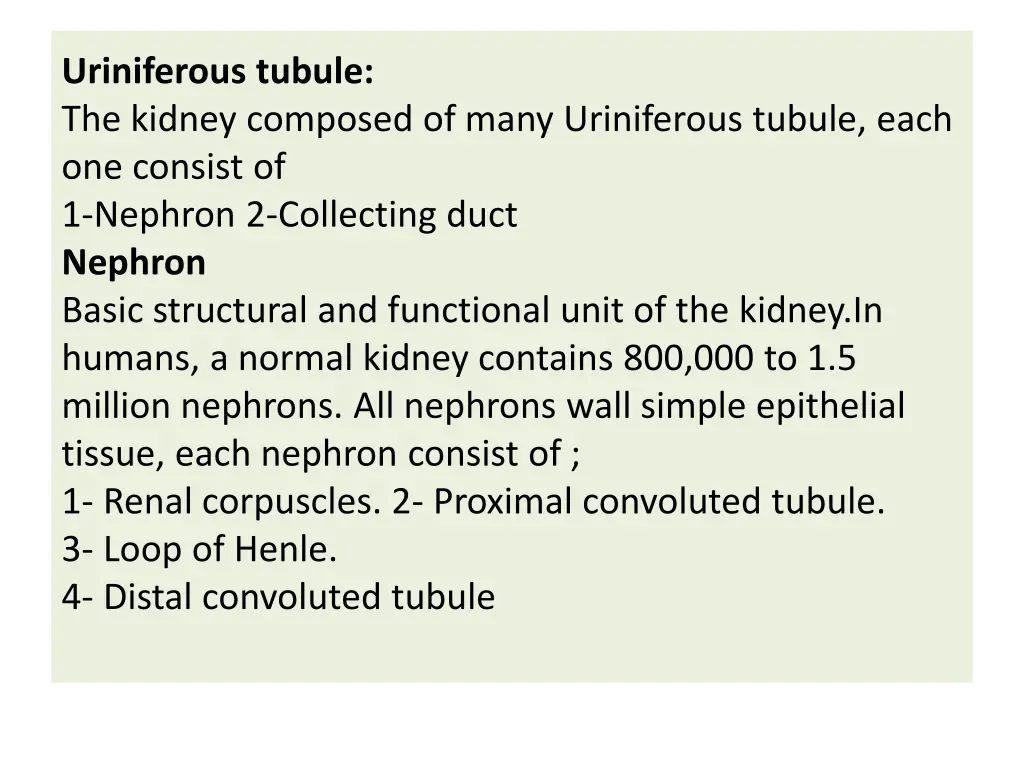 uriniferous tubule the kidney composed of many