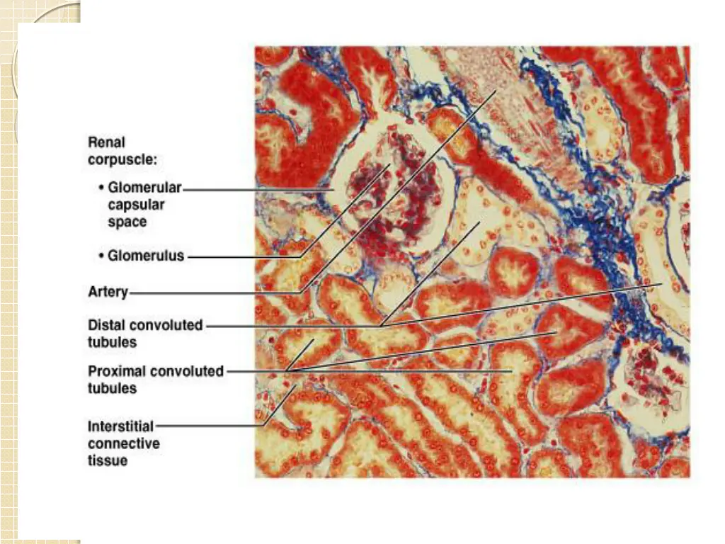 histology