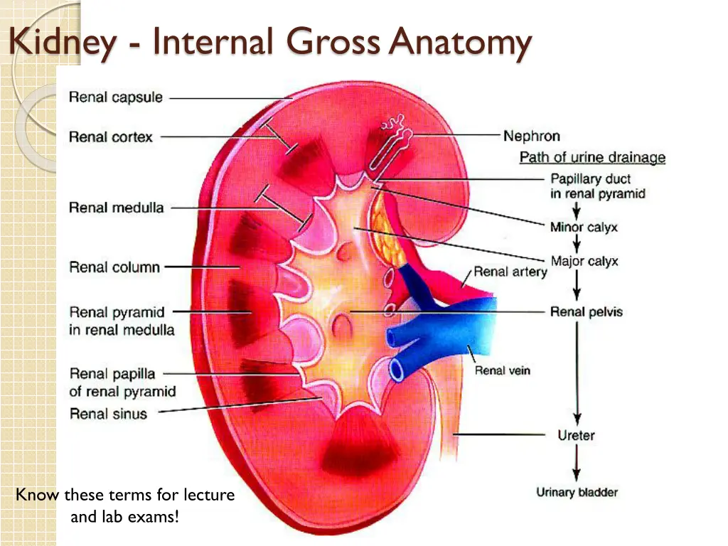 kidney internal gross anatomy