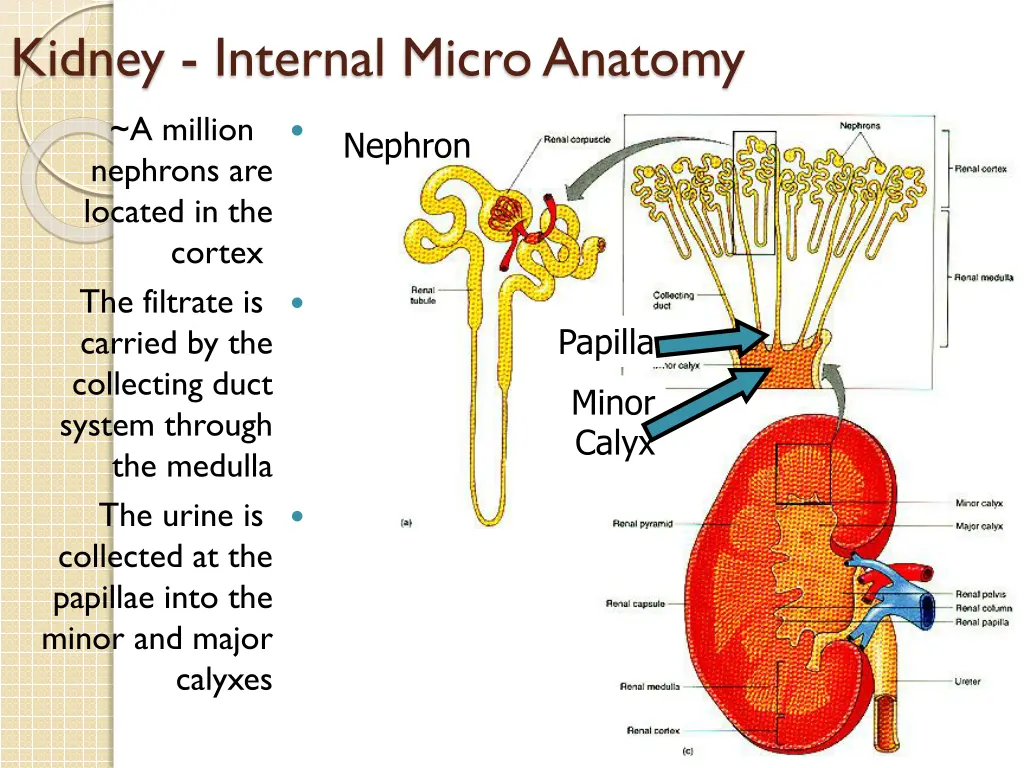 kidney internal micro anatomy