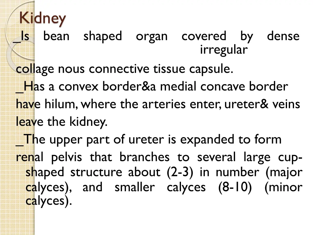 kidney is