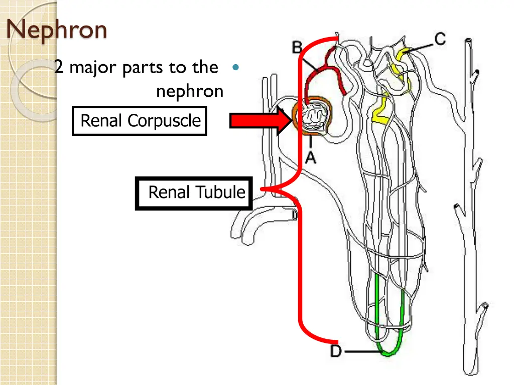 nephron