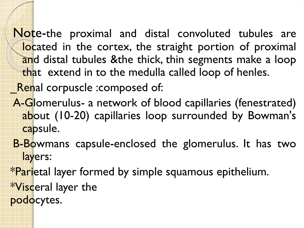 note the proximal and distal convoluted tubules