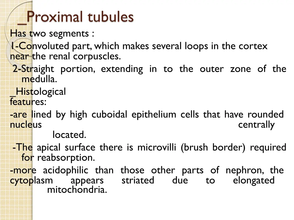 proximal tubules has two segments 1 convoluted