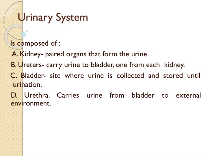 urinary system