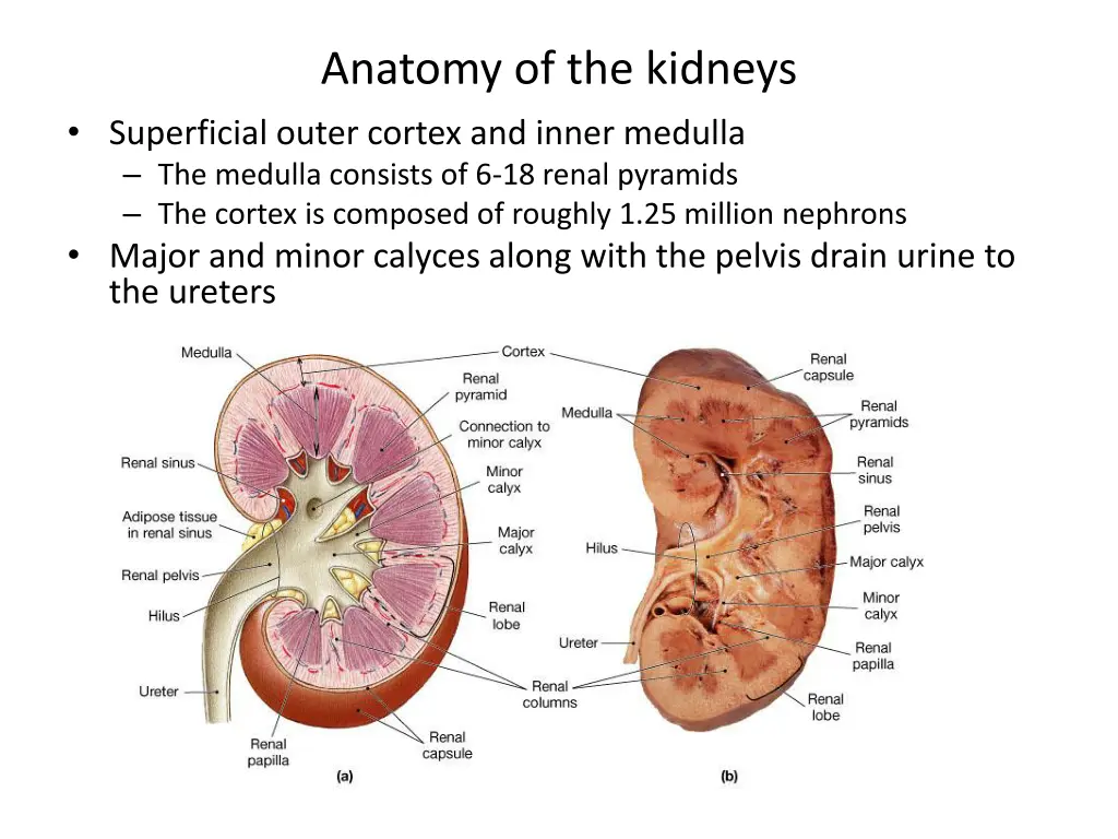 anatomy of the kidneys