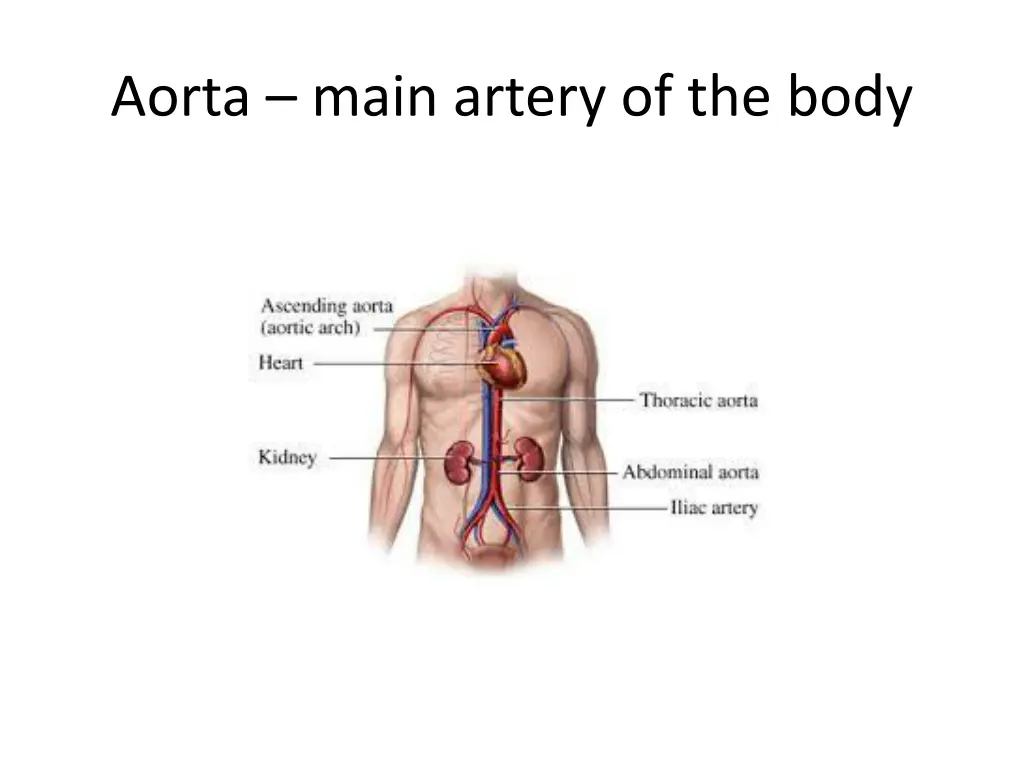 aorta main artery of the body