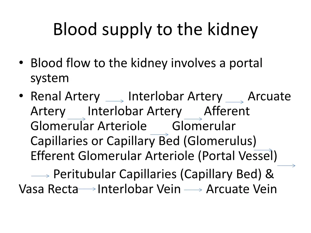 blood supply to the kidney