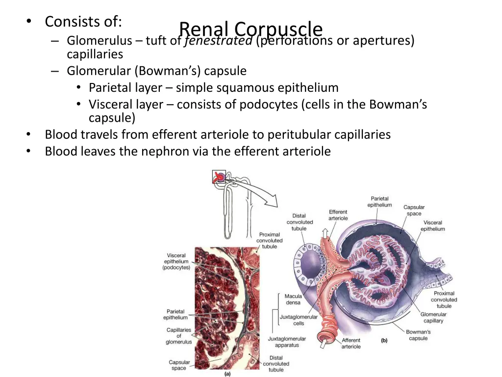 consists of glomerulus tuft of fenestrated