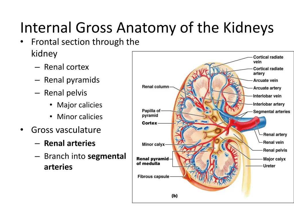 internal gross anatomy of the kidneys frontal