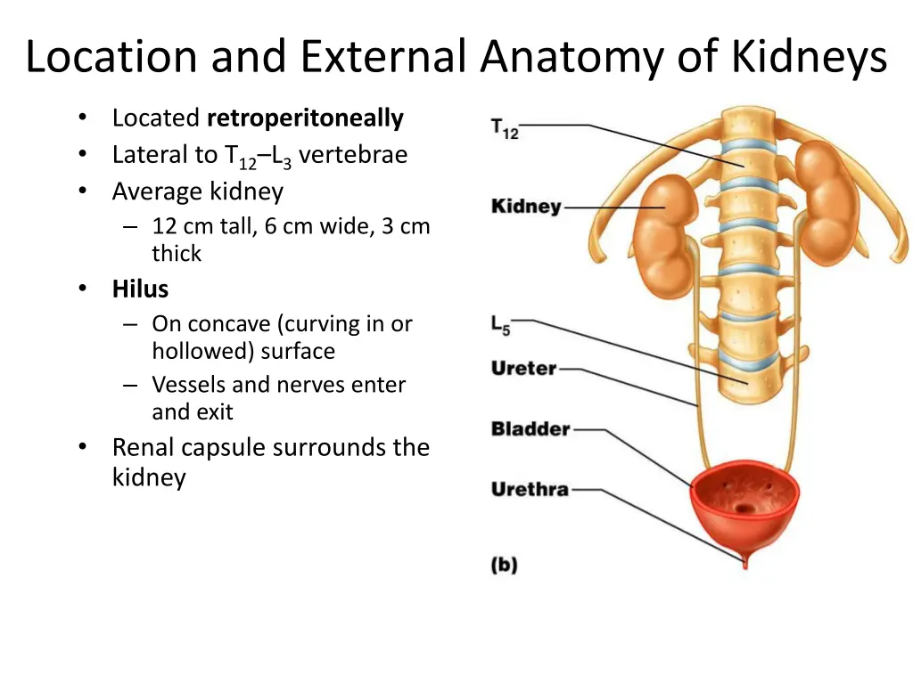 location and external anatomy of kidneys