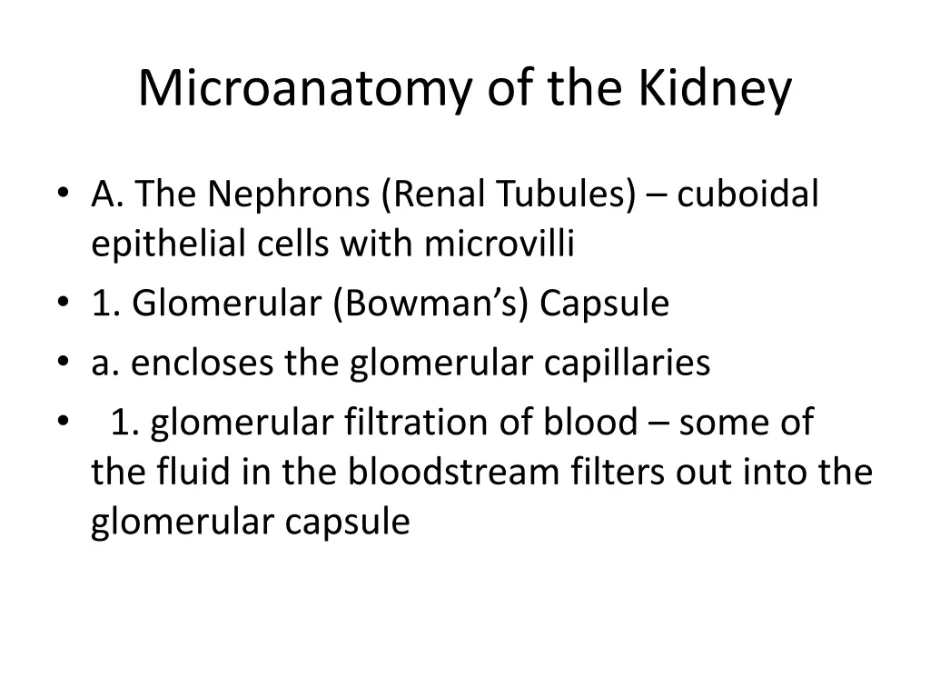 microanatomy of the kidney