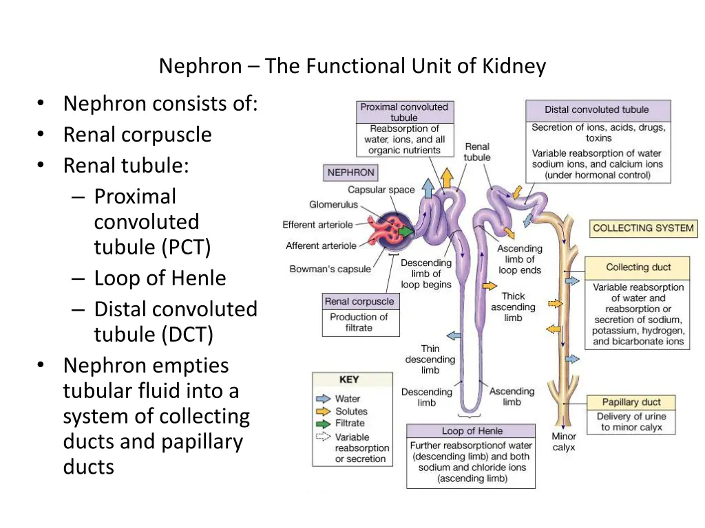 nephron the functional unit of kidney nephron