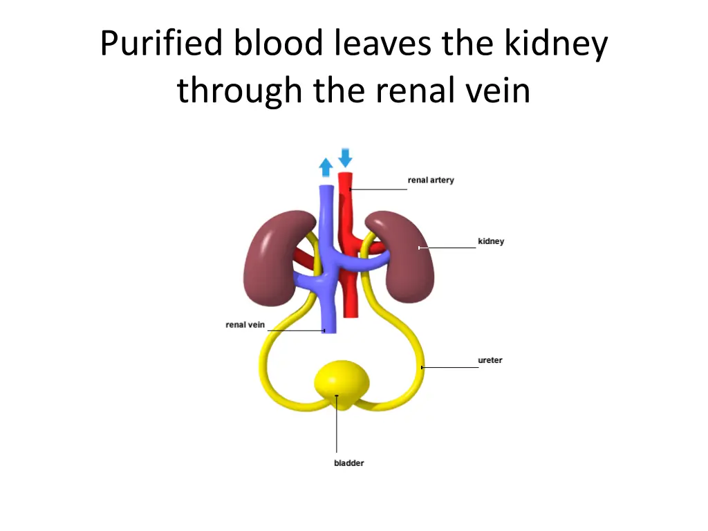 purified blood leaves the kidney through