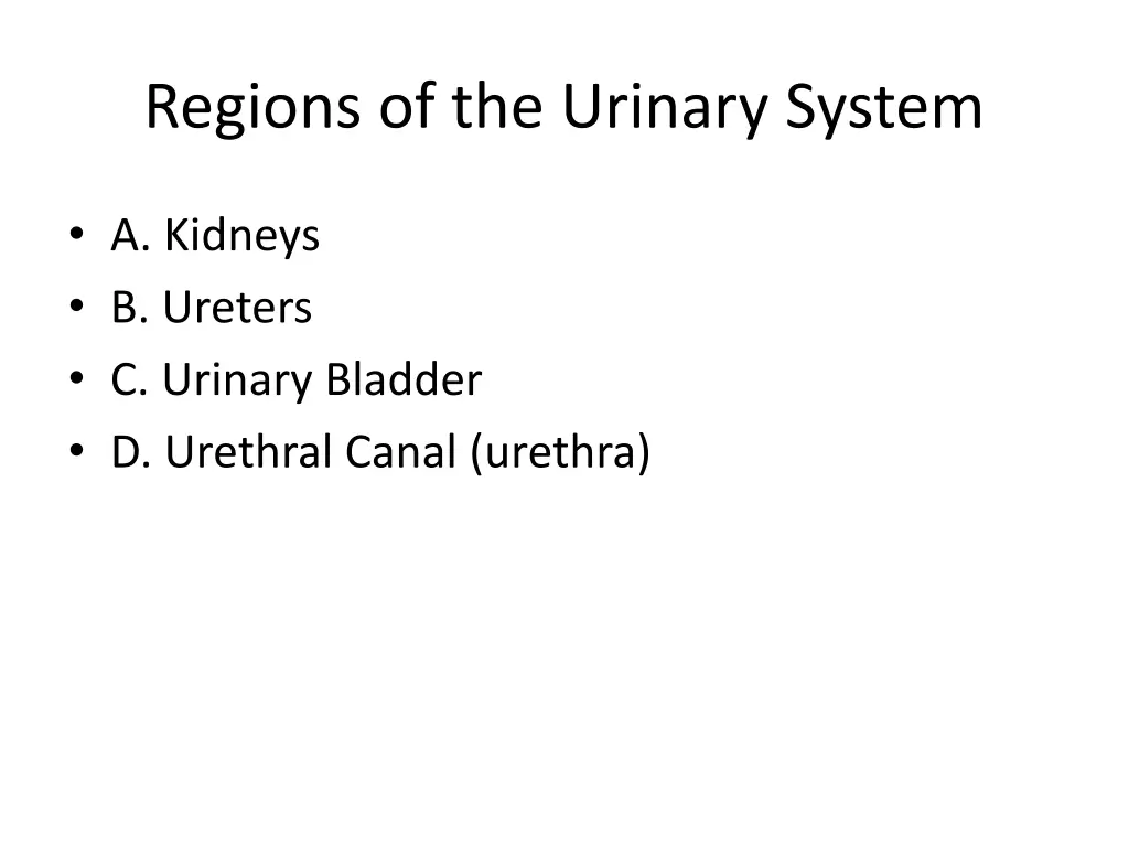 regions of the urinary system