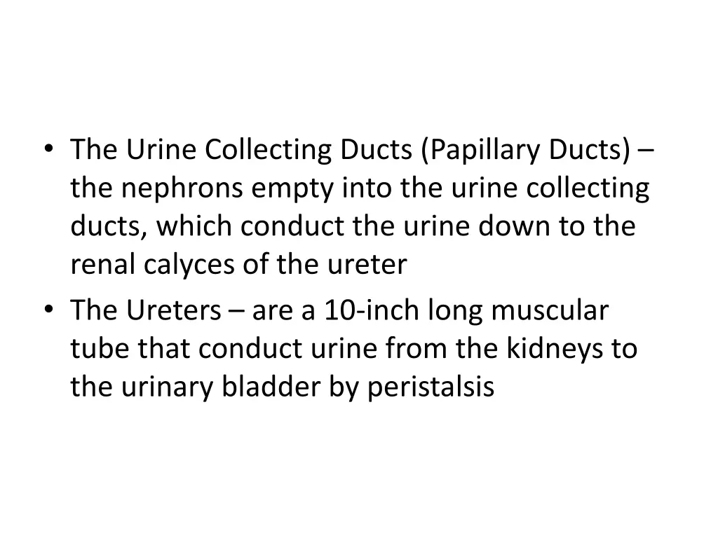 the urine collecting ducts papillary ducts