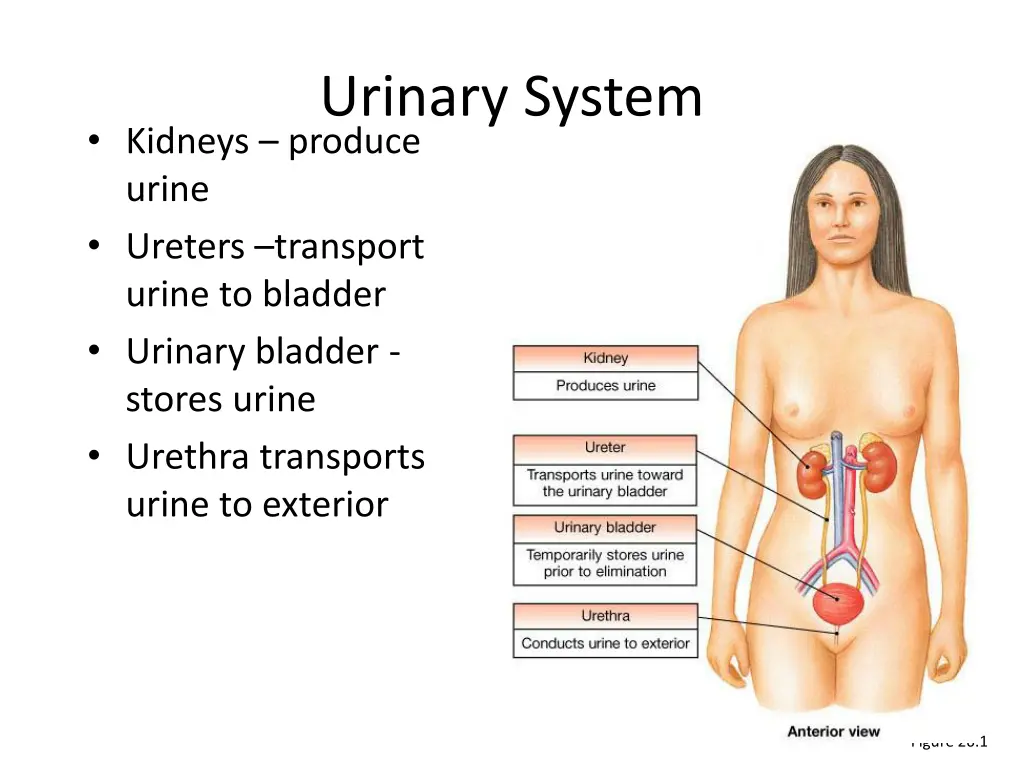 urinary system 1