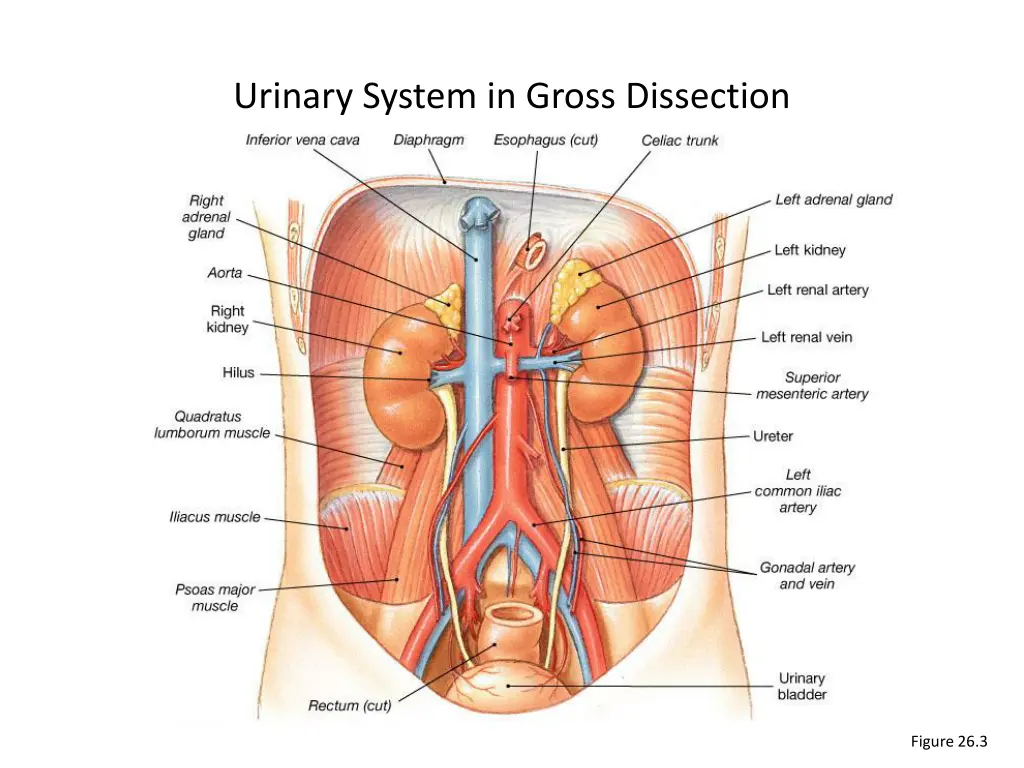 urinary system in gross dissection