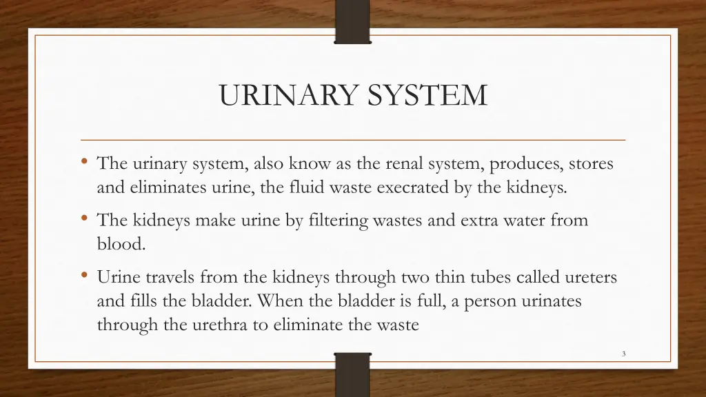 urinary system