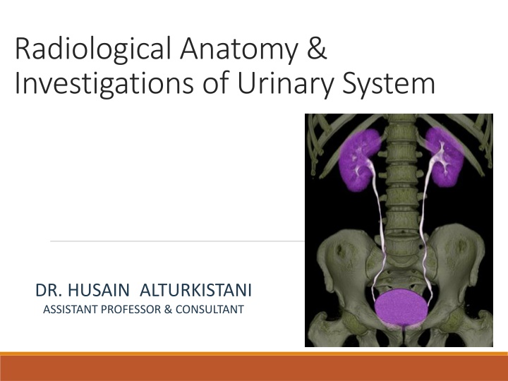 radiological anatomy investigations of urinary