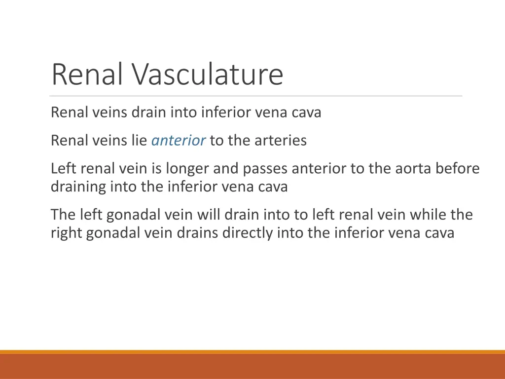 renal vasculature 1