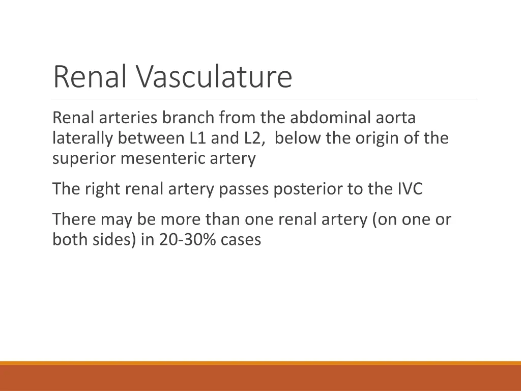 renal vasculature