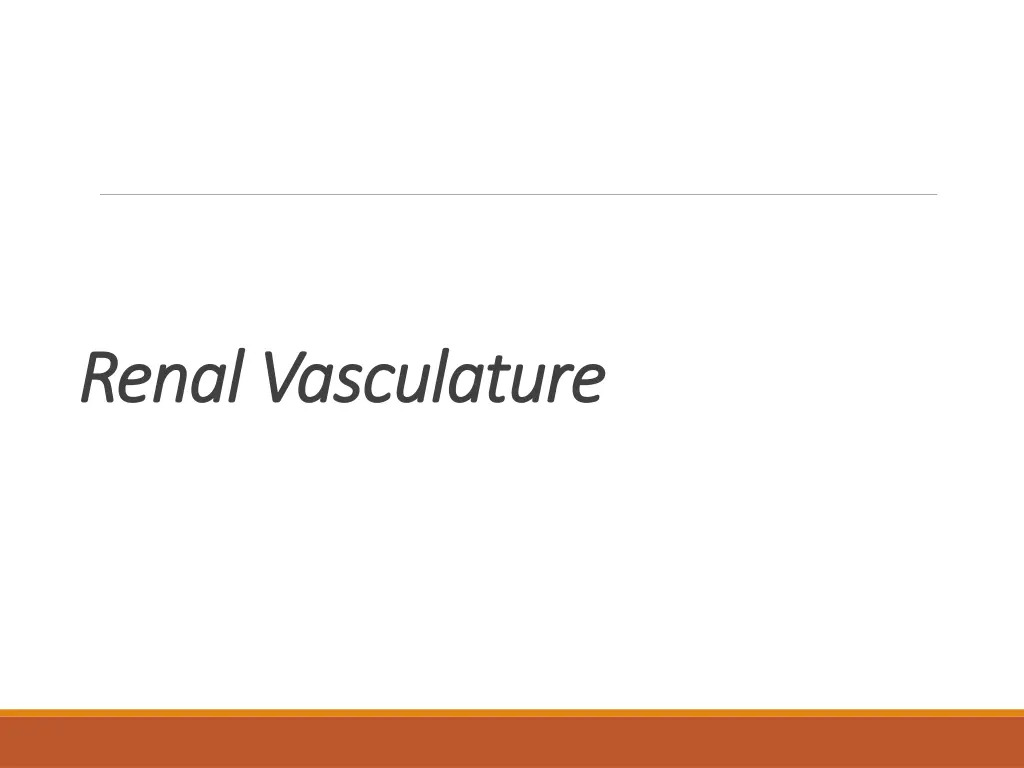 renal vasculature renal vasculature