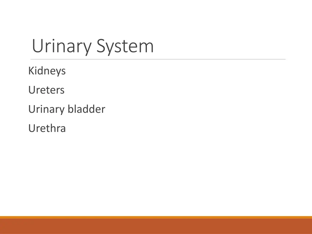 urinary system