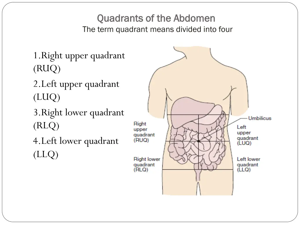 quadrants of the abdomen quadrants of the abdomen