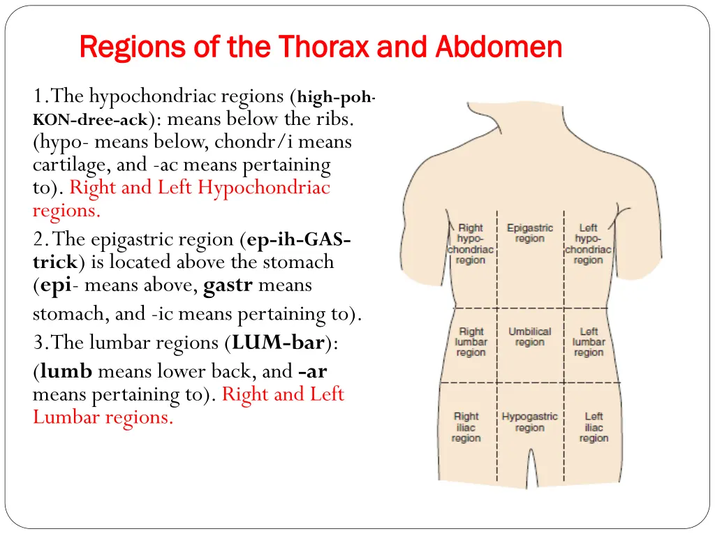 regions of the thorax and abdomen regions