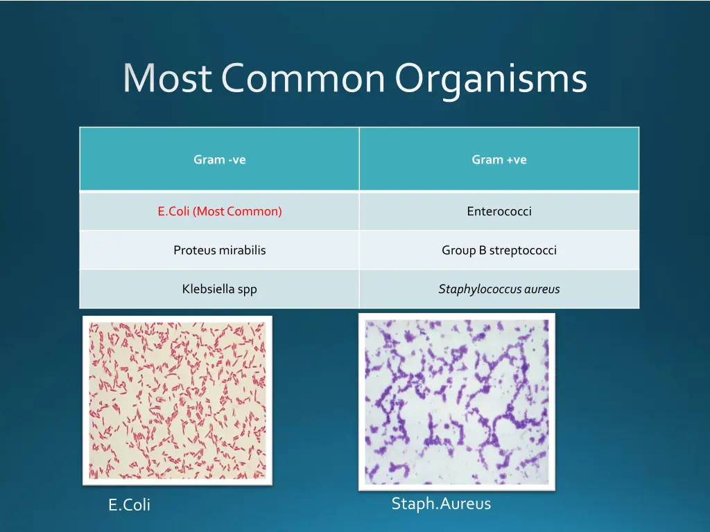 most common organisms