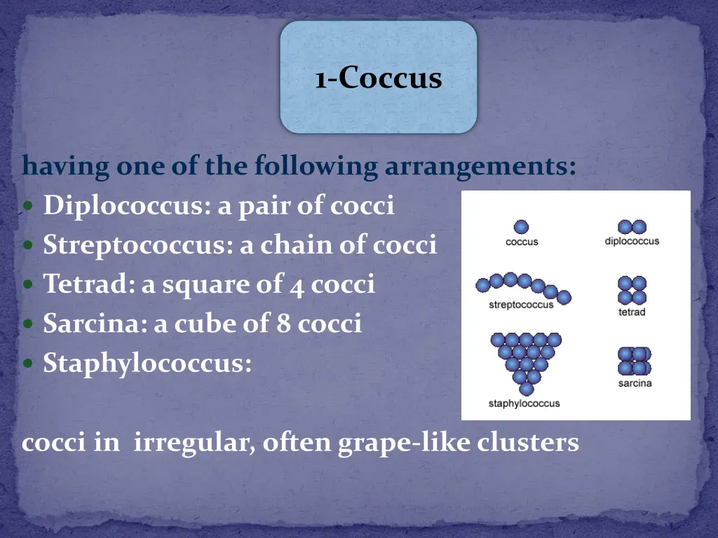 1 coccus