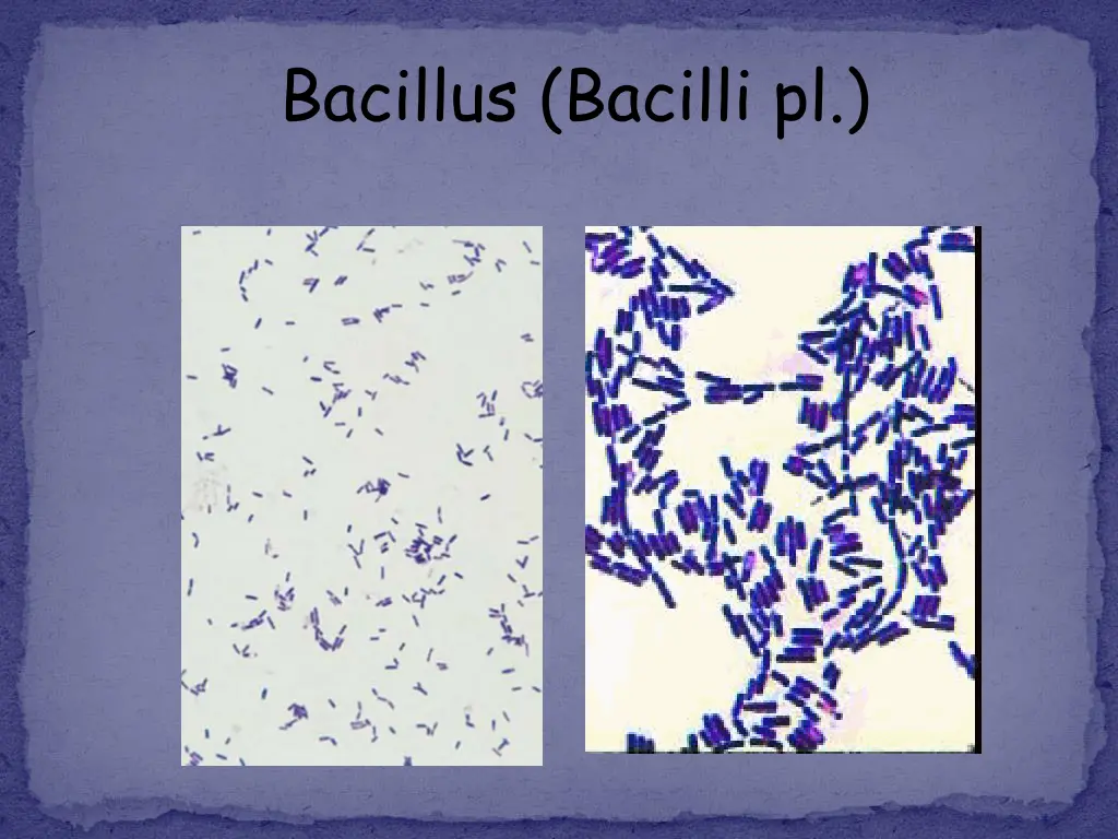 bacillus bacilli pl