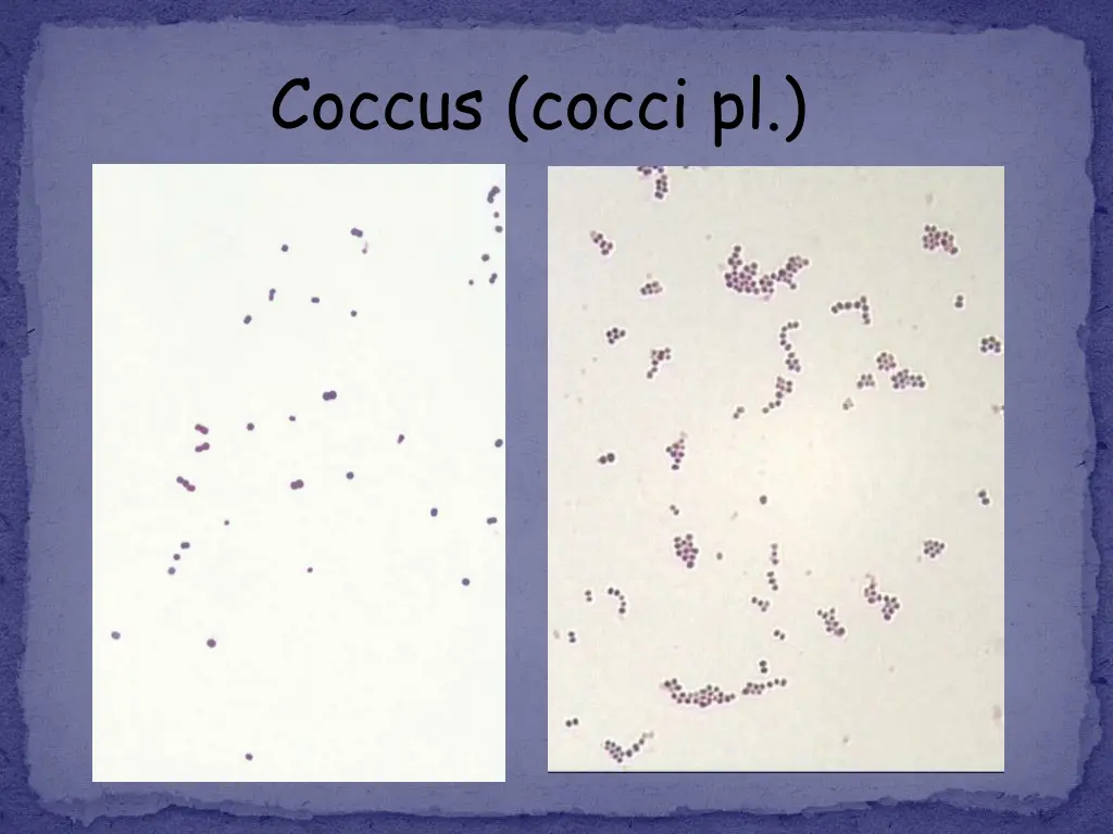 coccus cocci pl