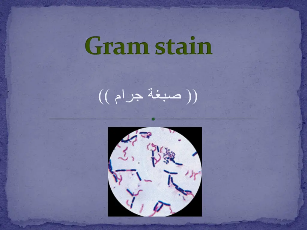 gram stain