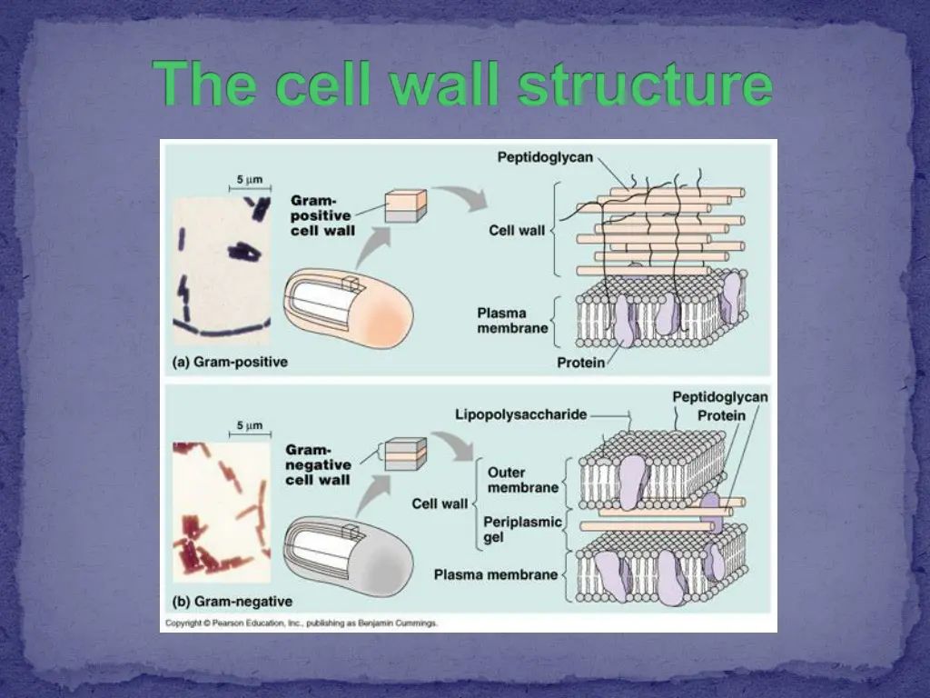 the cell wall structure